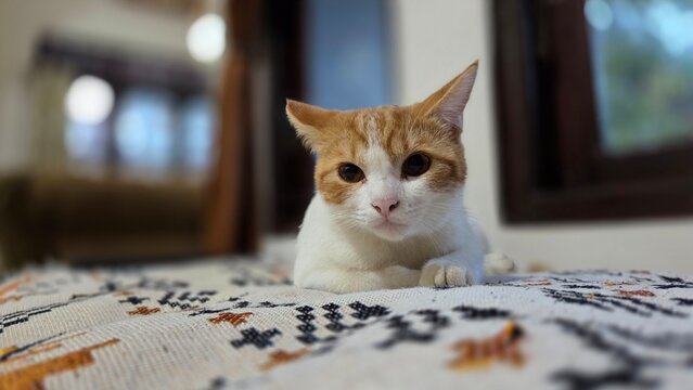 cat on the couch