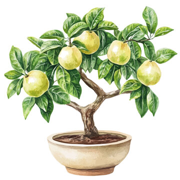 Guava Bonsai, watercolor artwork with bold brush accents and dynamic composition, isolated on a white background.