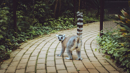 Quinta de Santo Inácio, Vila Nova de Gaia, Portugal, two ring-tailed lemurs exploring their forested ground enclosure. © Marco