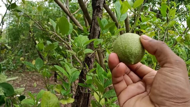 Hand Inspecting Unripe Green Citrus Fruit on a Tree Branch in an Organic Garden