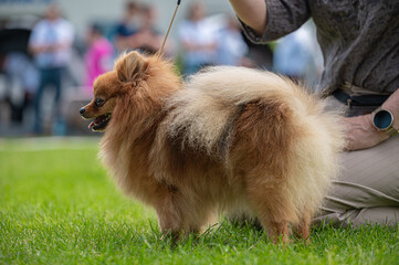  pies Szpic miniaturowy, pomeranian  © Grzegorz