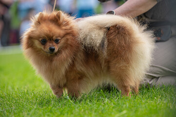  pies Szpic miniaturowy, pomeranian  © Grzegorz