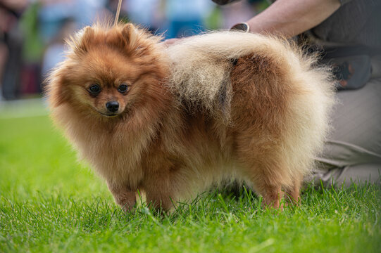  pies Szpic miniaturowy, pomeranian 