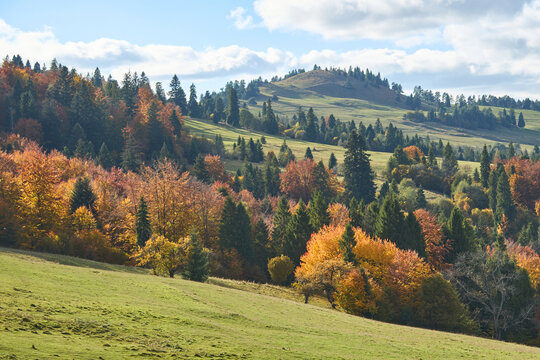 Colorful autumn forest on rolling hills in Pieniny Mountains, Poland.