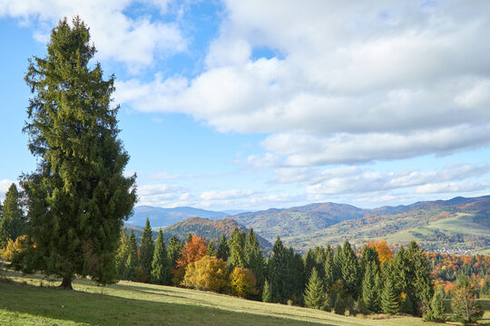 Majestic spruce tree on a mountain slope overlooking a scenic autumn valley in Poland.