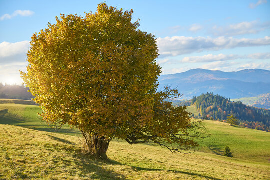 Lonely golden autumn tree on a sunlit green hillside in Pieniny