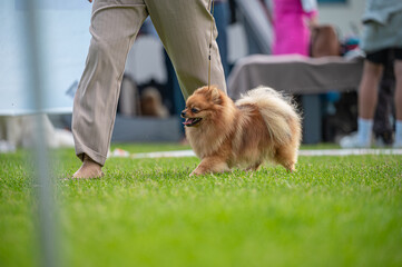  pies Szpic miniaturowy, pomeranian  © Grzegorz