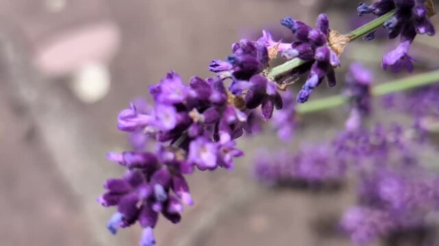 beautiful purple lavander flowers blooming in the garden, close up 