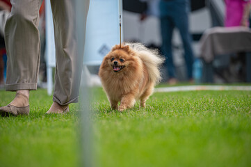 pies Szpic miniaturowy, pomeranian  © Grzegorz