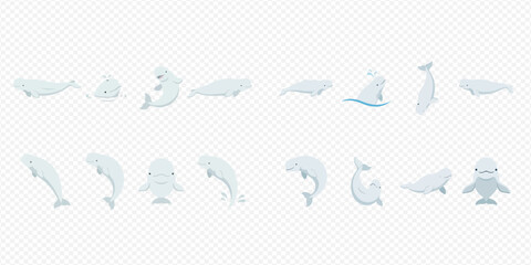 Beluga whale cartoon character set in various poses, vector illustration for ocean life and marine animal designs. © Akun