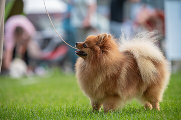 pies Szpic miniaturowy, pomeranian  © Grzegorz