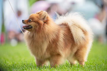 Pies Szpic miniaturowy, pomeranian  © Grzegorz
