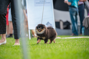 Pies Szpic miniaturowy, pomeranian  © Grzegorz