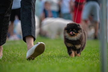 Pies Szpic miniaturowy, pomeranian  © Grzegorz