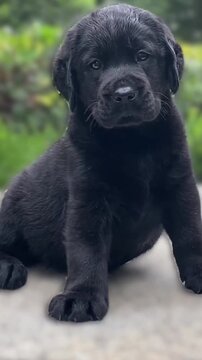 Cute black labrador puppy sitting outside