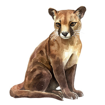 Fossa, watercolor artwork with bold brush accents and dynamic composition, isolated on a white background.