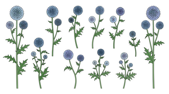 Premium globe thistle botanical collection with 12 isolated spiky flower stems