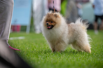 Pies Szpic miniaturowy, pomeranian  © Grzegorz