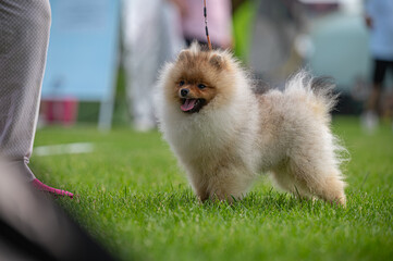 Pies Szpic miniaturowy, pomeranian  © Grzegorz