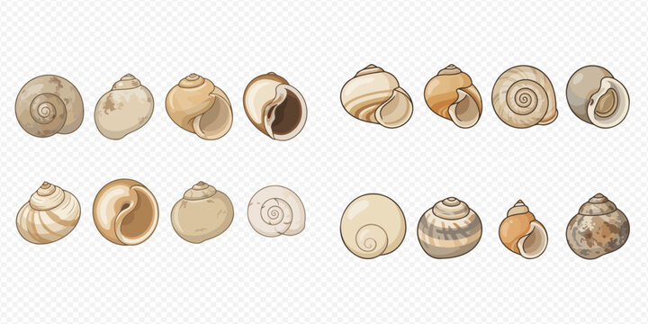 Set of various hand-drawn sea shells and snail shells collection, perfect for marine and nature-themed designs.