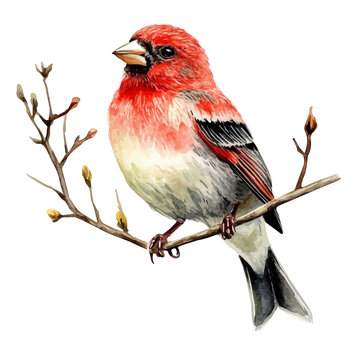 Finch, watercolor vector portraying a joyful pose with colorful highlights, isolated on a white background.