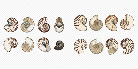 Set of nautilus shell cross-sections and whole shells in various views, isolated on transparent background. © Akun
