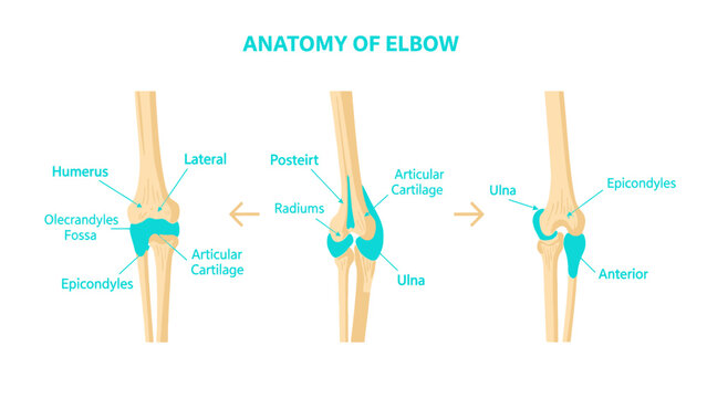 Human Elbow Anatomy Diagram with three views showing humerus, ulna, and radius bones with labels, ideal for medical education and orthopedic study.