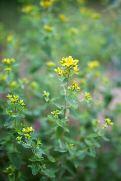 Blooming St. John's Wort genus of Hypericum, medicinal herb growing in garden bed outdoors, perennial herbaceous herbal plant used in medicinal preparations to treat various disorders as depression.