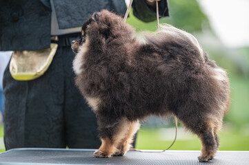 Pies Szpic miniaturowy, pomeranian  © Grzegorz