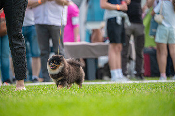 Pies Szpic miniaturowy, pomeranian  © Grzegorz