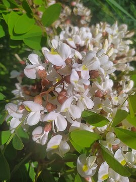 Floraison printani&egrave;re en grappe d'un Robinier Faux-Acacia, Black locust (Robinia pseudoacacia) poussant dans la nature.	