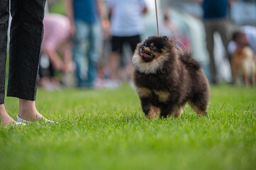 Pies Szpic miniaturowy, pomeranian  © Grzegorz