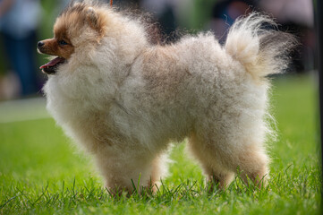 Pies Szpic miniaturowy, pomeranian  © Grzegorz