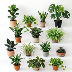 Fototapeta premium Collection of Diverse Potted Houseplants Arranged in Circular Display on White Background