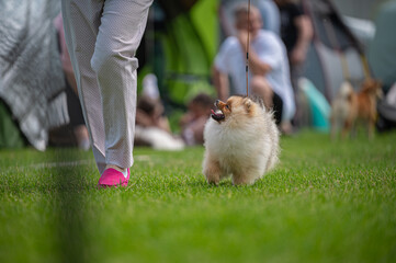 Pies Szpic miniaturowy, pomeranian  © Grzegorz