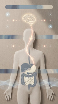 Meal Schedule Fullness Chart Connecting Intestinal Cues To Brain Regions