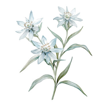 Edelweiss Branch, watercolor vector portraying a joyful pose with colorful highlights, isolated on a white background.