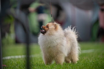 Pies Szpic miniaturowy, pomeranian  © Grzegorz