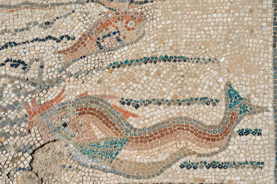 Eel and Fish Detail from the Fishing Mosaic in the House of Desultor, Volubilis, Morocco