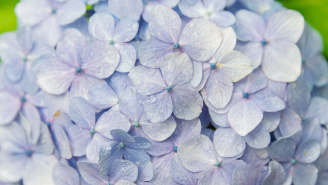 Close up of beautiful light blue purple hydrangea flower petals with water drops after rain blooming in summer garden for natural textures backdrop web design banner