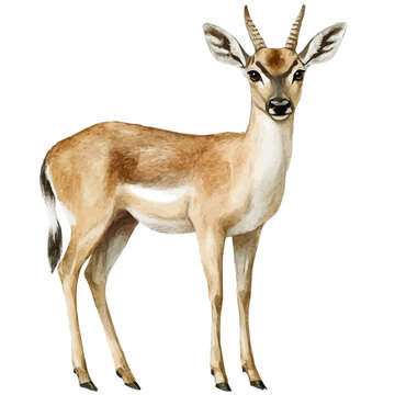Duiker, watercolor illustration featuring playful movement and lively expressions, isolated on a white background.