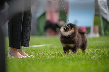 Pies Szpic miniaturowy, pomeranian  © Grzegorz