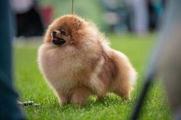 Pies Szpic miniaturowy, pomeranian  © Grzegorz