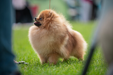 Pies Szpic miniaturowy, pomeranian  © Grzegorz