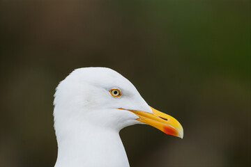 Herring Gull (Larus argentatus) Close-Up Profile Portrait © Jhony