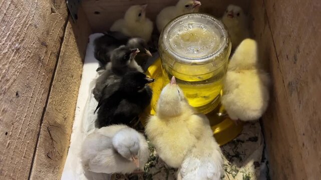 Two-week-old chicks of laying hens and broilers in a wooden box. Sitting around a water drinker and drimking from it.