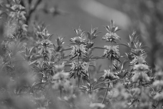 Monochrome close-up of Lemon Beebalm wildflowers in a field