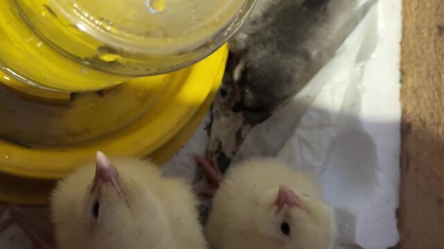 Two-week-old chicks of laying hens and broilers in a wooden box. Sitting around a water drinker. Chicks drinking from a drinker. Close -up.