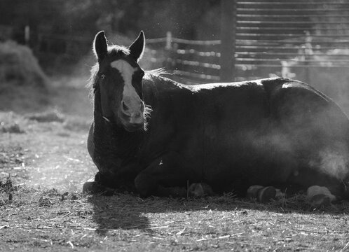 Horse taking a dust bath in a farm field, black and white