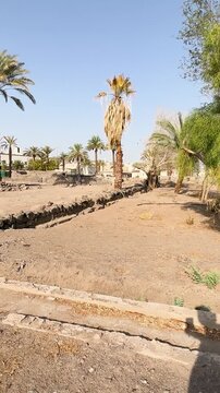 Dry trench and palms at othman well, in madina saudi arabia.